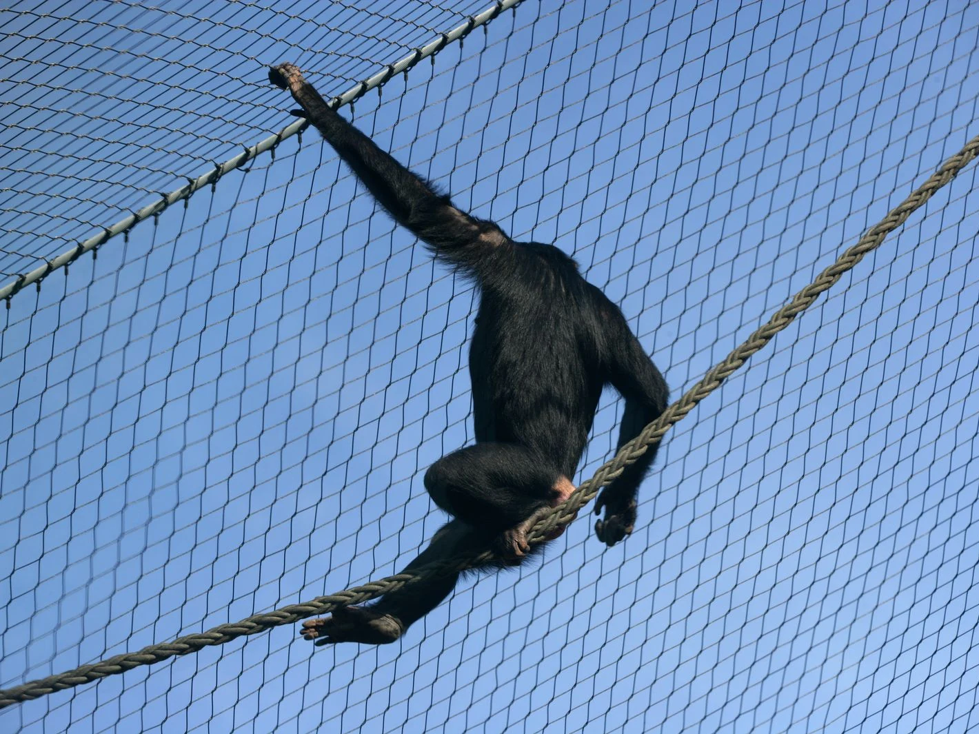 Diamond rope mesh enclosing an animal habitat with a climbing primate and support ropes